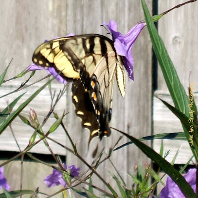 Eastern Tiger Swallowtail Butterfly - Jacksonville, Florida Eastern Tiger Swallowtail Butterfly - Jacksonville, Florida