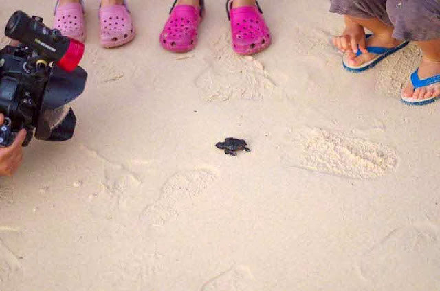 children watch cameraman and baby sea turtles