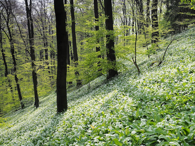 Der Berghang ist relativ steil Bärlauch im Teutoburger Wald