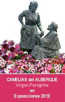 Camelias del Albergue 2019