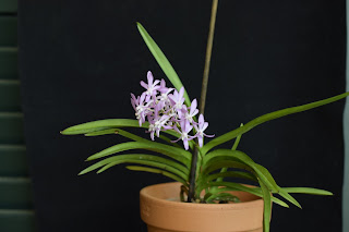 , Neostylis Lou Snearly Pink, diarid'orchidee