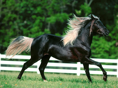 HD Wallpapers for Horses