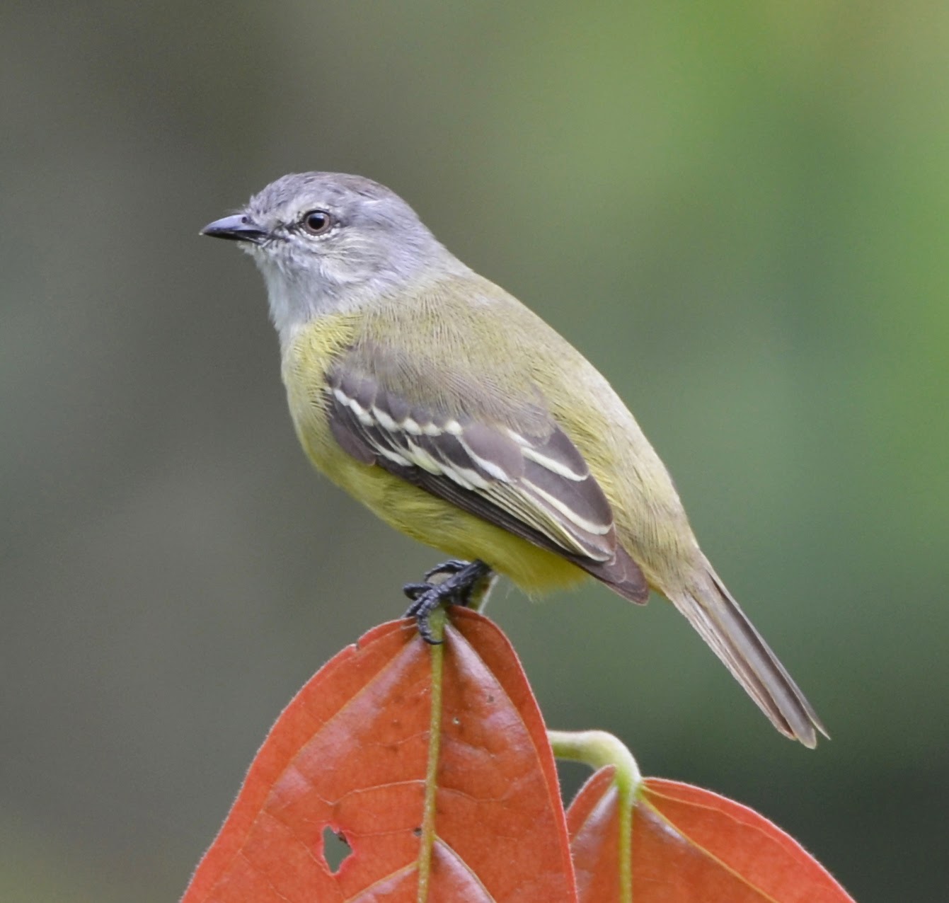 Yellow-Crowned Tyrannulet, Tyrannulus elatus