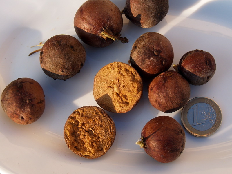 Verde y Cordial Tener agallas