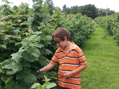 Picking raspberries at Hutchinson Farm, Burlington :: All Pretty Things