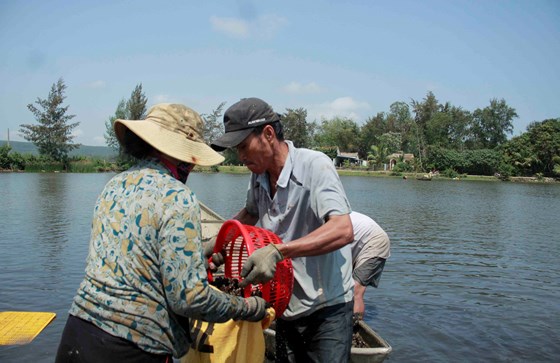 Người dân Quảng Ngãi đổ xô đi xúc chíp chíp bán giá 4.000 đồng/kg