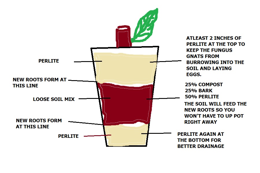 Seattle Garden & Fruit Adventures: How I root fig cuttings with 80% success