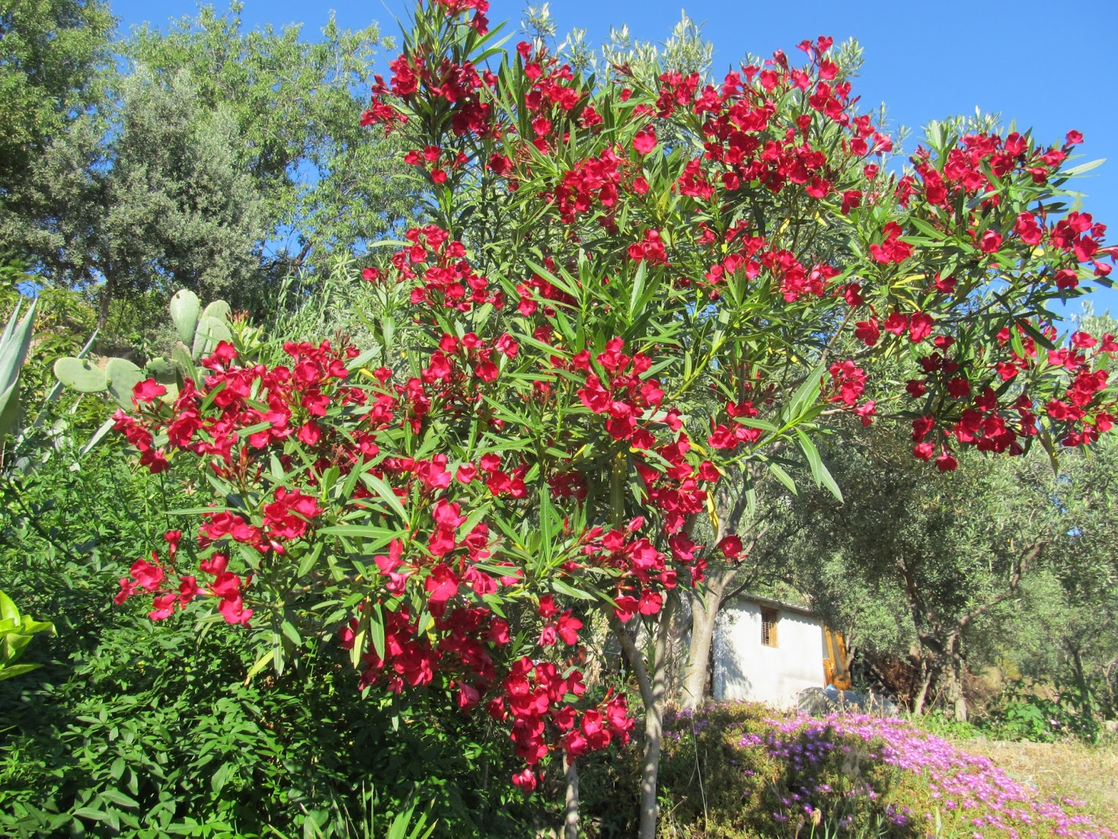 Cittaslow Botanik Park BİTKİLER VE ÇİÇEKLERİ ( 7 )