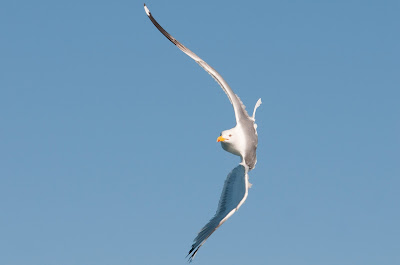 Gavià argentat (Larus michahellis) Foto: Àngel Pérez
