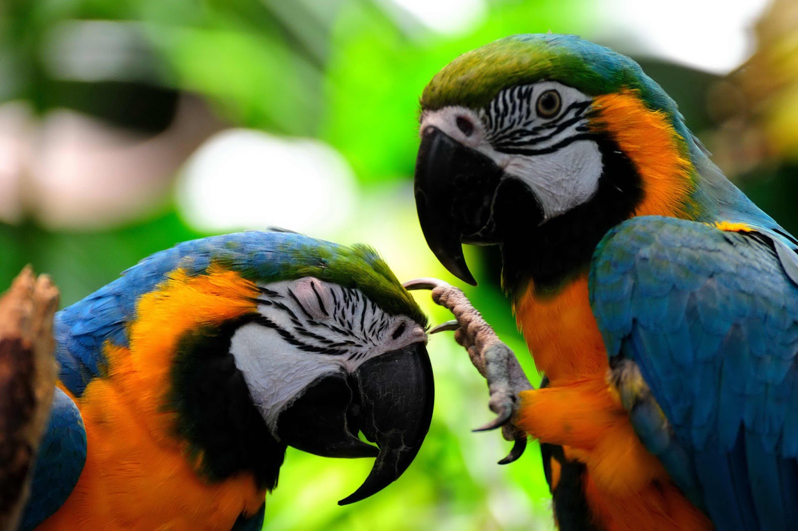 Pictures Of Rainforest Birds 70