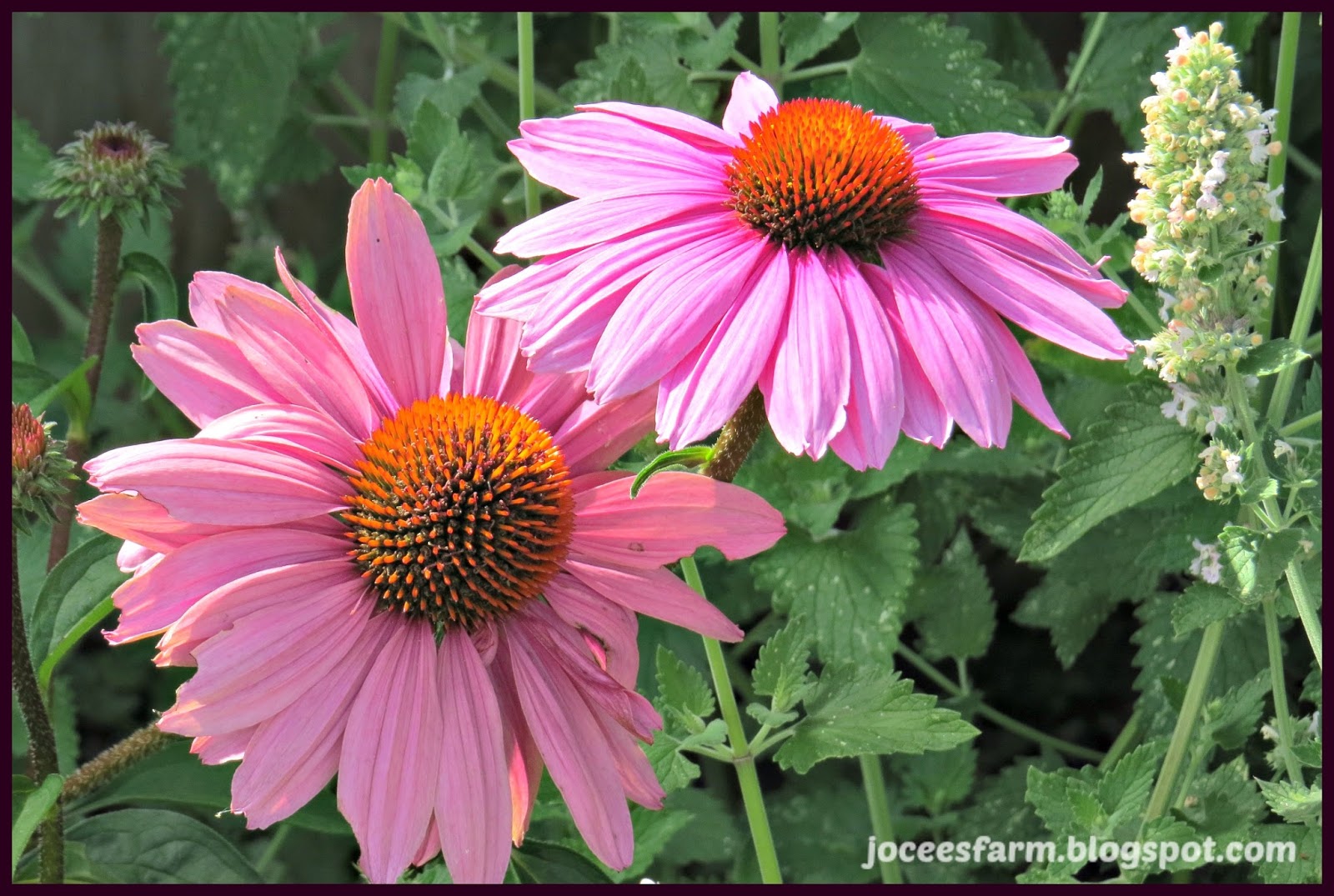 Jocees Farm Echinacea Flower