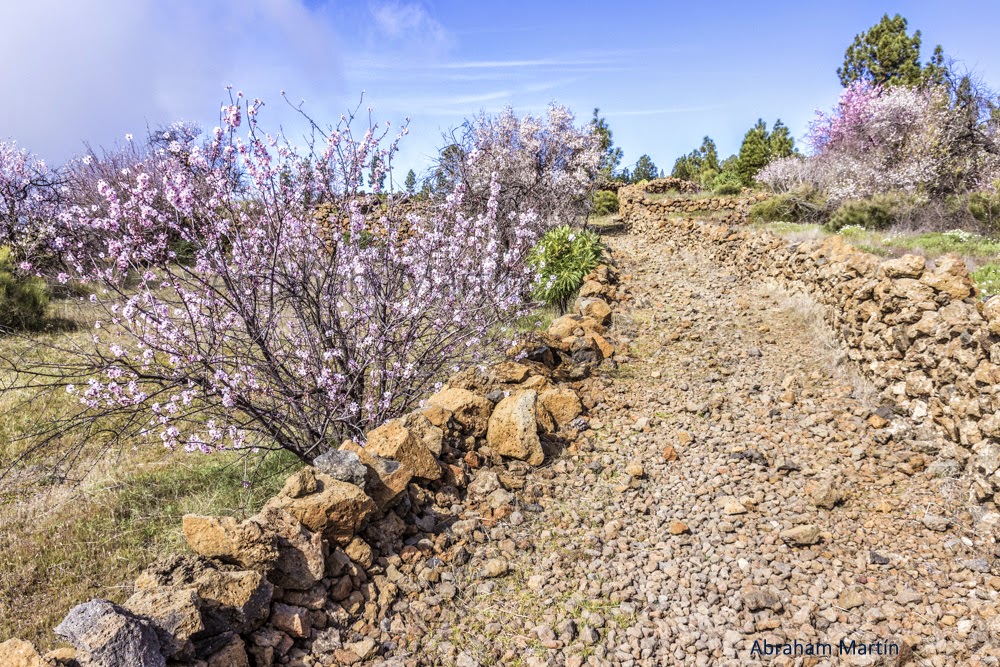 TENERIFE EN IMÁGENES RUTA DEL ALMENDRO EN FLOR EN 50 FOTOS, SANTIAGO TENERIFE EN IMÁGENES RUTA DEL ALMENDRO EN FLOR EN 50 FOTOS, SANTIAGO