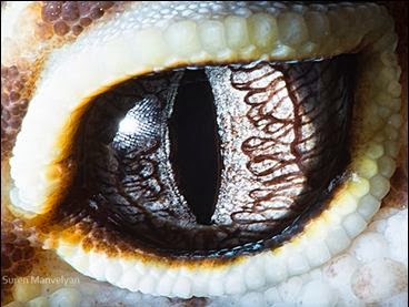 by Suren Manvelyn | Animal's Eye by Suren Manvelyn | Animal's Eye