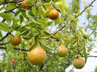 http://4.bp.blogspot.com/-ReCnep7QIp8/TjryWgNprNI/AAAAAAAAMts/3RiBaoOY-bY/s1600/pears.jpg