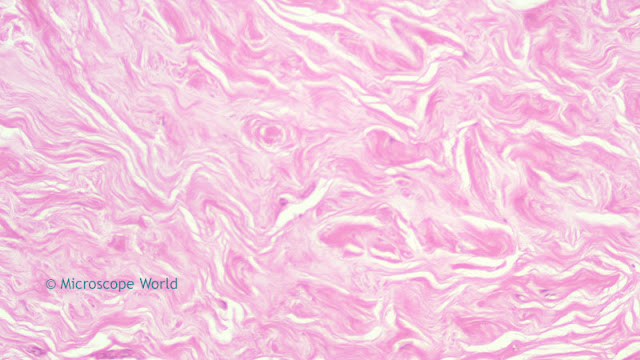Microscopy image of mammary gland under lab microscope at 100x.