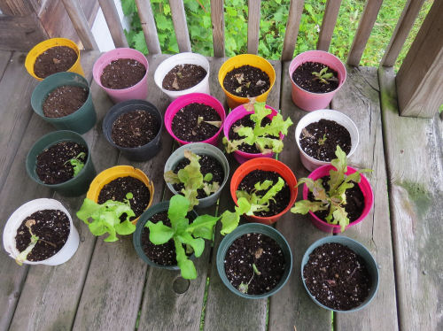pots of artisan lettuce