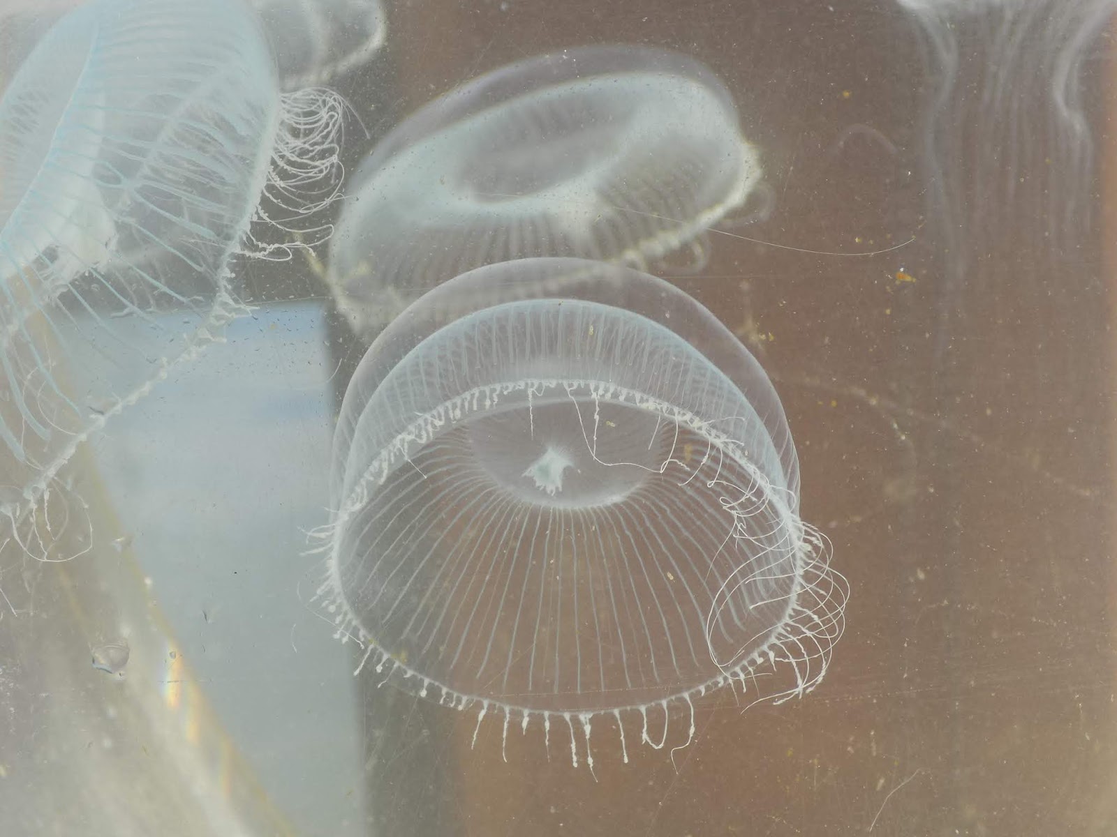 STARDREAMING With Sherry Blue Sky Moon Jellies in the Sky