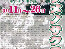 2017年沖繩櫻花情報