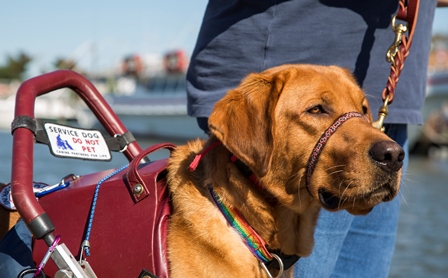 doctors note for emotional support pet