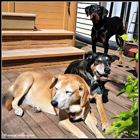 3 dogs relaxing on the deck in summer