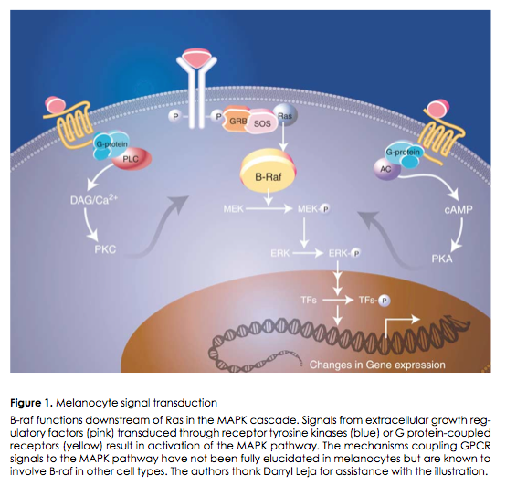 Cancer Biology The discovery of BRAF mutation in melanoma is shown to