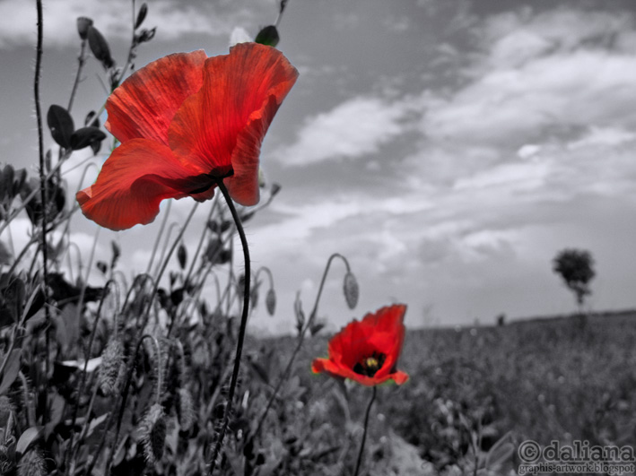 Photographis LIFE FOR SALE Prospekt's March / Poppyfields / COLDPLAY