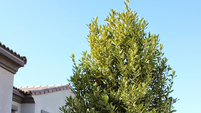 When To Prune Bay Laurel Tree
