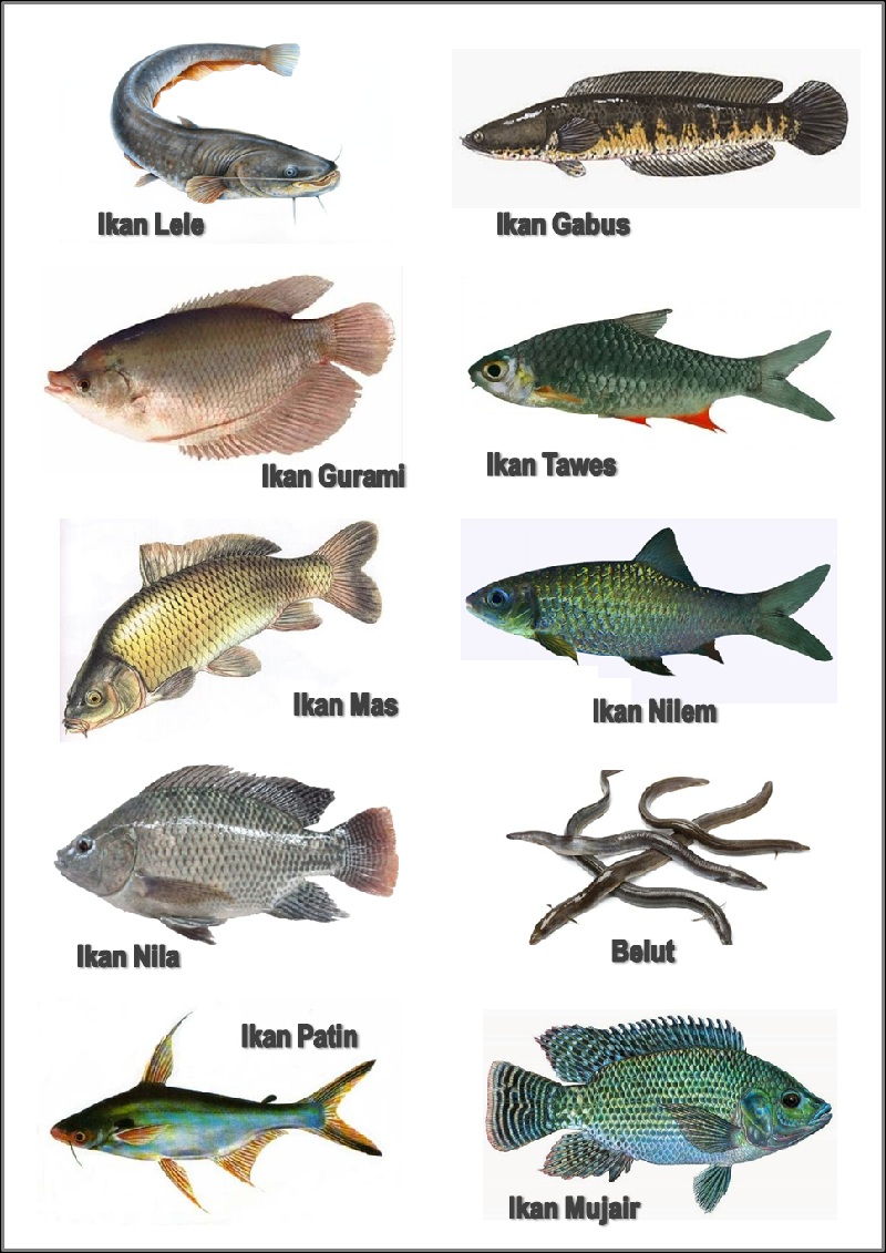 Daftar Nama Ikan Laut Beserta Nama Latinnya, 11 Ikan Hias Air Laut jpg (800x1131)