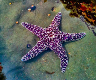 star fish-uncensor world