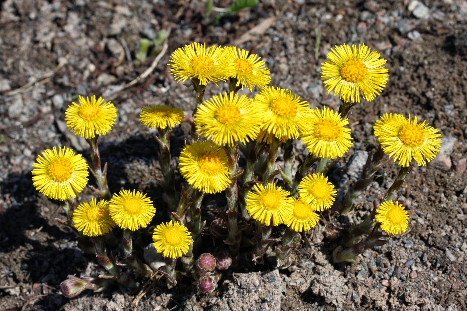 Siniunikon: Leskenlehti Tussilago farfara