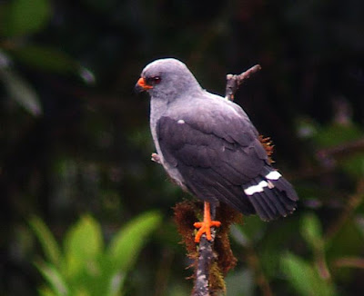 Plumbeous hawk