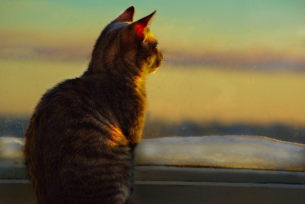 кот ждет у окна. грустная кошечка. кот ждет у окна. котенок ждет. кот ждет у окна.