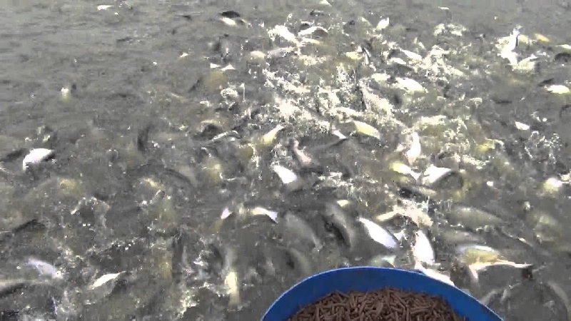 Budidaya IKan Patin cara membuat kolam budidaya ikan patin