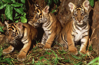 PANDUAN TERHINDAR DARI BAHAYA SERANGAN HARIMAU http://tipspetani.blogspot.co.id/2016/11/panduan-terhindar-dari-bahaya-serangan.html