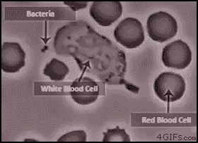 immune system white blood cell