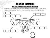 Trabalho Sobre Sistema Reprodutor Masculino E Feminino