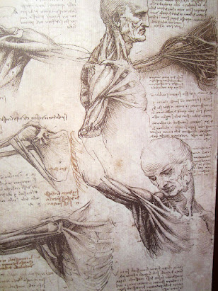 anatomía Da Vinci