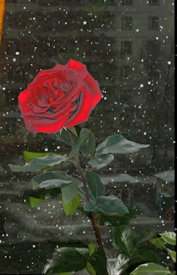 Resultado de imagem para gifs flores