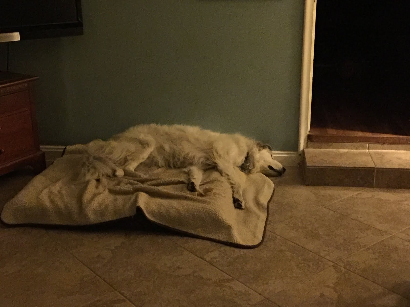 Wyvern Oaks World's largest dog bed?