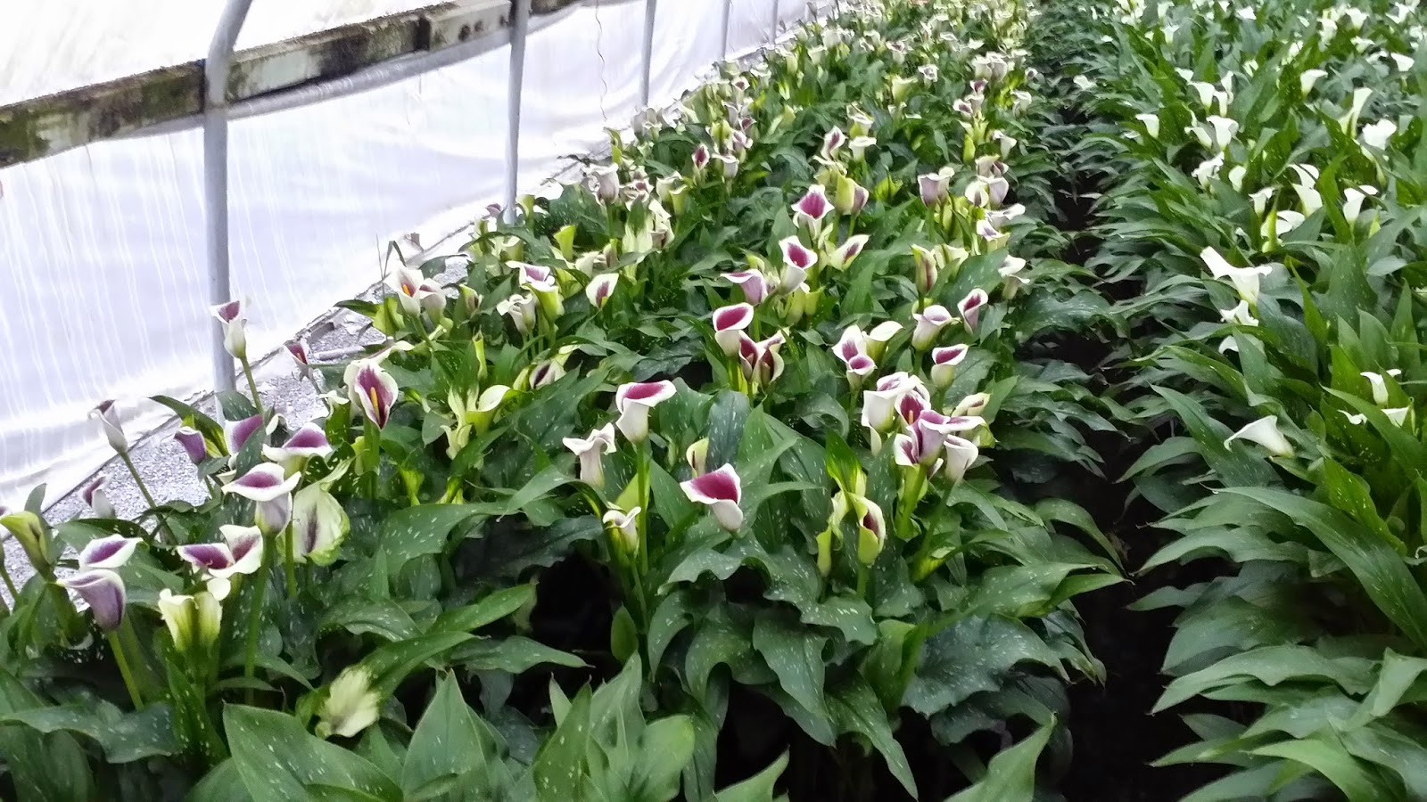 Zants in our Pants! Zantedeschia Returns to Sun Valley