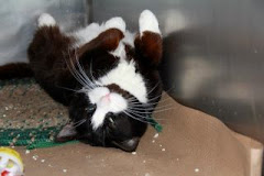 1/13/12 Conway was at NYC Animal Ctr Scheduled to be killed.  It is my understanding he was rescued