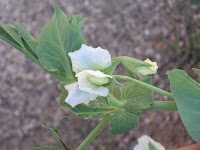 flor del guisante