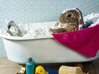 conejo al baño conejo bañandose en una tina