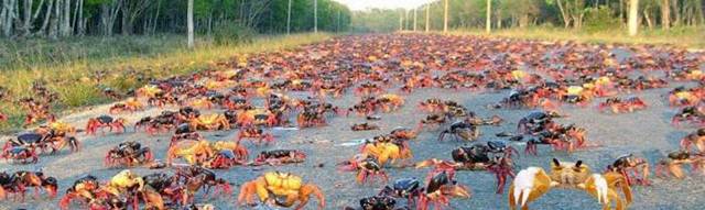 Red Crab Migration | RiTeMaiL