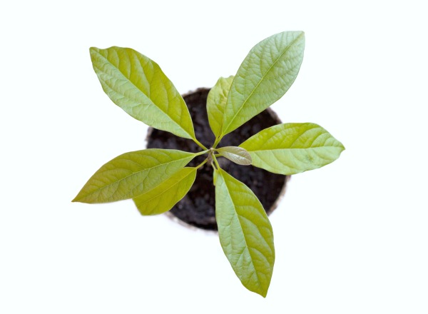 FUN SCIENCE: Grow an avocado tree. This is SO COOL!!!!
