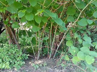 Photograph of Japanese knotweed in at the North Mymms war memorial Image by North Mymms News released under Creative Commons BY-NC-SA 4.0