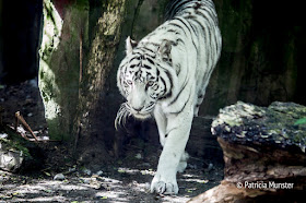 White tiger in Dierenpark Amersfoort - The Netherlands