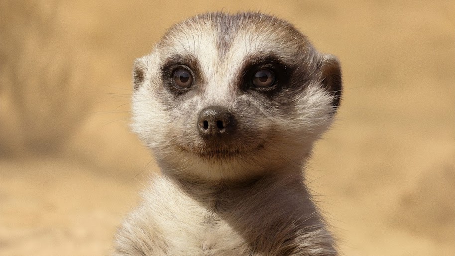 The Lion King 2019 Timon 4k Wallpaper 9