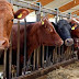 Une vache devient une vedette mondiale après avoir refusé d'aller à l'abattoir.