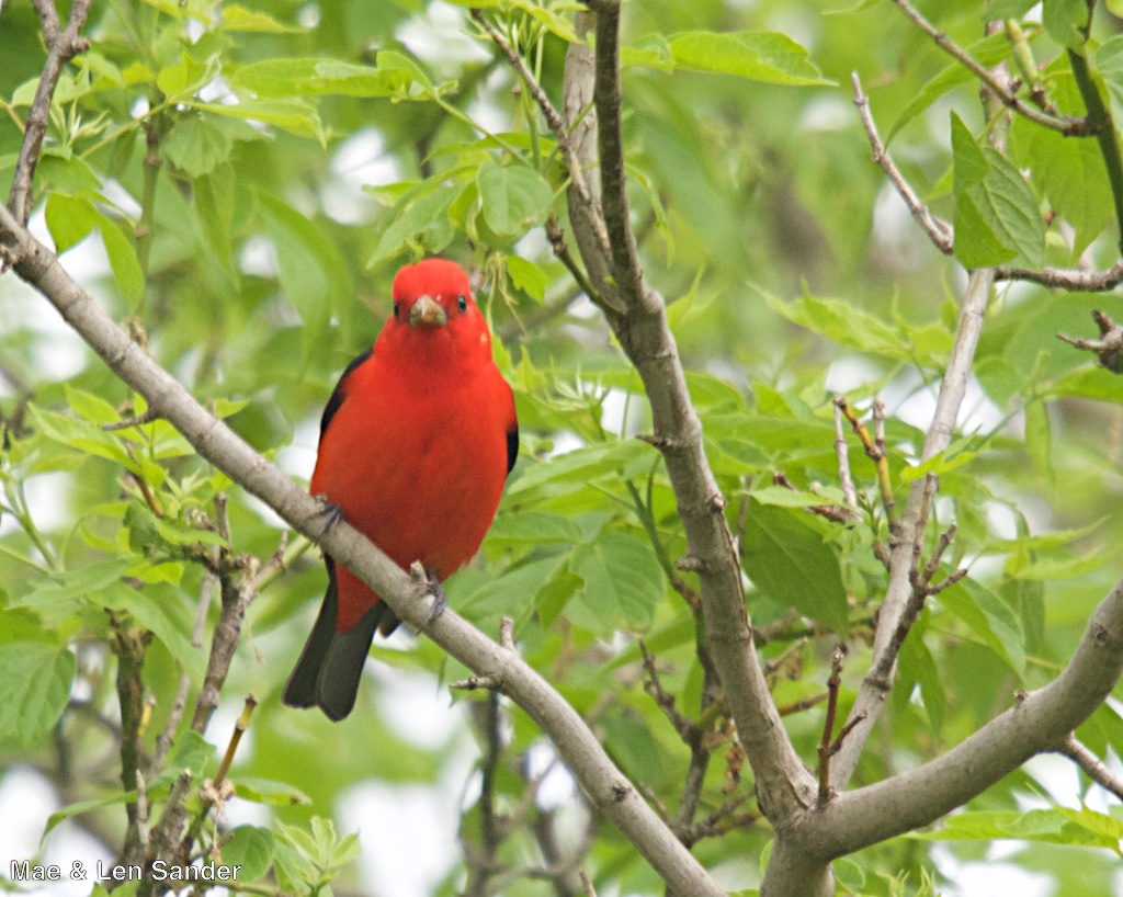 Mae's Food Blog Weekend Birding